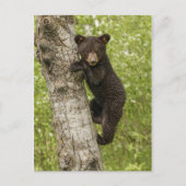 Black Bear Cub in Tree Briefkaart (Voorkant)