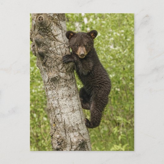Black Bear Cub in Tree Briefkaart (Voorkant)