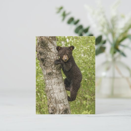 Black Bear Cub in Tree Briefkaart (Staand voorkant)