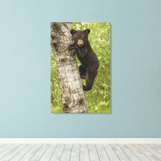 Black Bear Cub in Tree Canvas Afdruk (Insitu (Houten vloer))