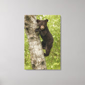 Black Bear Cub in Tree Canvas Afdruk (Voorkant)
