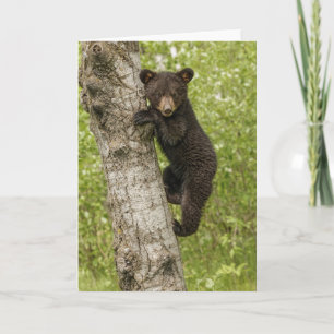 Black Bear Cub in Tree Kaart
