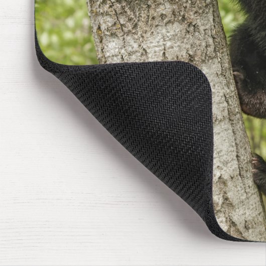 Black Bear Cub in Tree Muismat (Hoek)