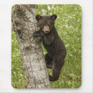 Black Bear Cub in Tree Muismat