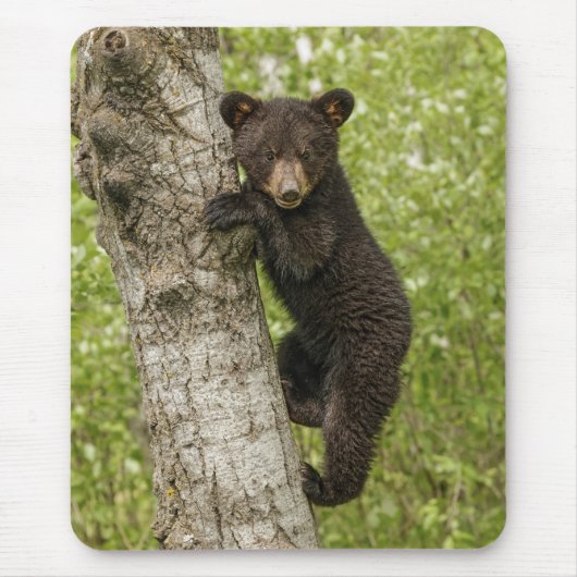 Black Bear Cub in Tree Muismat (Voorkant)