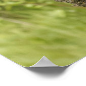 Black Bear Cub in Tree Poster (Hoek)