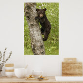 Black Bear Cub in Tree Poster (Keuken)