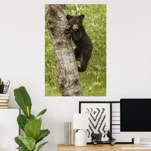 Black Bear Cub in Tree Poster (Thuiskantoor)