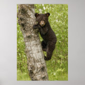 Black Bear Cub in Tree Poster (Voorkant)