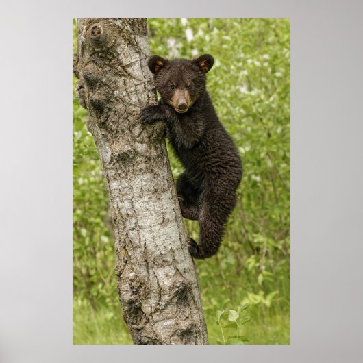 Black Bear Cub in Tree Poster (Voorkant)