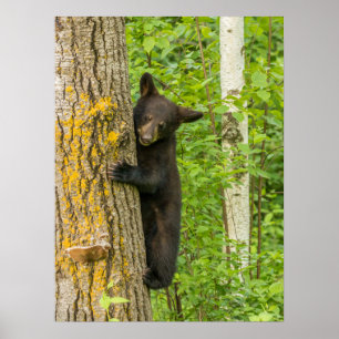 Black Bear Cub   Minnesota Poster