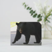 Black Bear in Cades Cove - Great Smokey Mountains  Briefkaart (Staand voorkant)