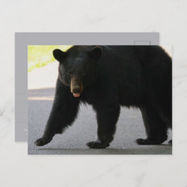 Black Bear in Cades Cove - Great Smokey Mountains  Briefkaart