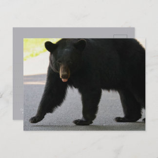 Black Bear in Cades Cove - Great Smokey Mountains  Briefkaart
