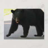 Black Bear in Cades Cove - Great Smokey Mountains  Briefkaart (Voorkant)