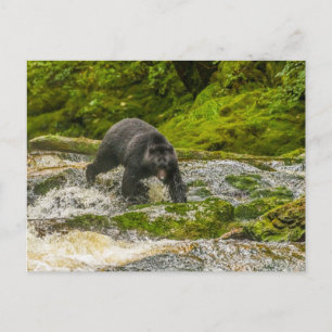 Black Bear Vissen   Qua Creek Brits-Columbia Briefkaart
