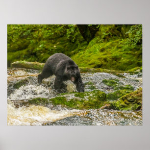 Black Bear Vissen   Qua Creek Brits-Columbia Poster