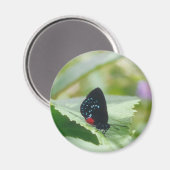 Black Beauty - Atala vlinder - magneet (Voorkant / Achterkant)