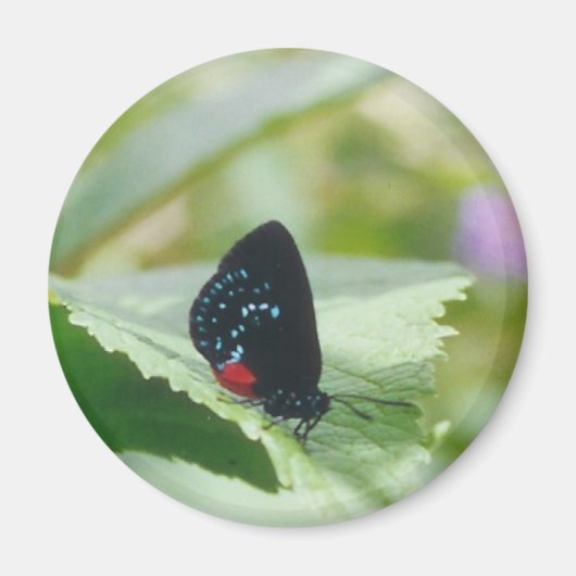 Black Beauty - Atala vlinder - magneet (Voorkant)