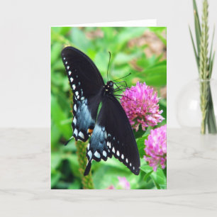 Black Beauty Butterfly Wenskaart Kaart