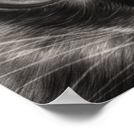 Black Beauty Cat-Poster Poster (Hoek)