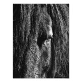 Black Beauty - Fotouitbreiding Foto Afdruk (Voorkant)