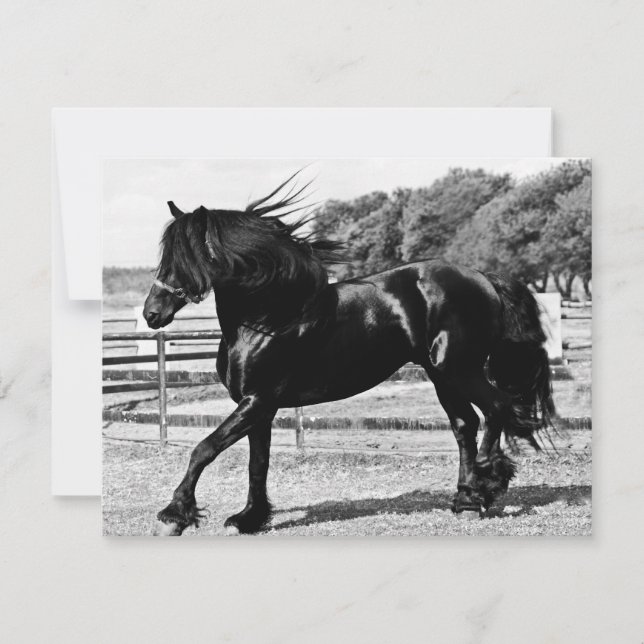 Black Beauty Horse (Voorkant)