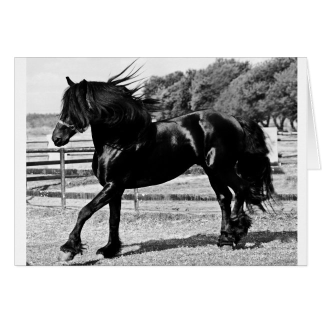 Black Beauty Horse (Voorkant Horizontaal)