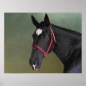 Black Beauty Poster (Voorkant)