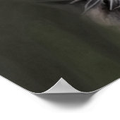 Black Beauty Poster (Hoek)