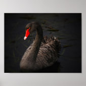 Black Beauty Poster (Voorkant)