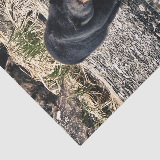 Black Beer Reflections Tissuepapier (Detail)