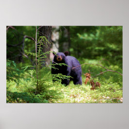 Black Beer 'Scenting' Poster