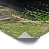 BLACK BEER Wildlife Animal Photo Poster (Hoek)