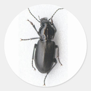 Black Beetle Ronde Sticker