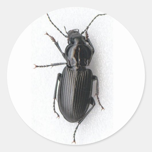 Black Beetle Ronde Sticker (Voorkant)