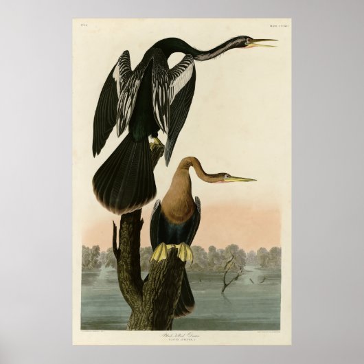 Black-bellied Darter from Audubon Birds of America Poster (Voorkant)