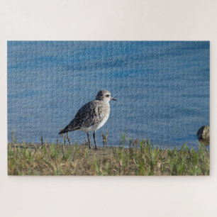 Black Bellied Plover Legpuzzel