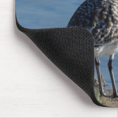Black Bellied Plover Muismat (Hoek)