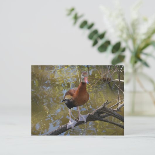 Black-Bellied Whistling Duck 2 Briefkaart (Staand voorkant)