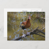 Black-Bellied Whistling Duck 2 Briefkaart (Voorkant / Achterkant)