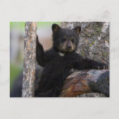 Black Beren Cub Lounging Briefkaart (Voorkant)