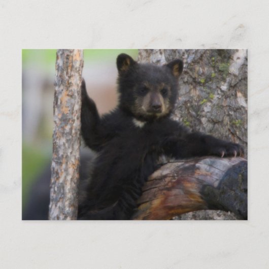Black Beren Cub Lounging Briefkaart (Voorkant)