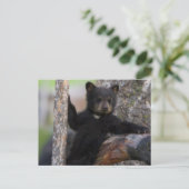 Black Beren Cub Lounging Briefkaart (Staand voorkant)