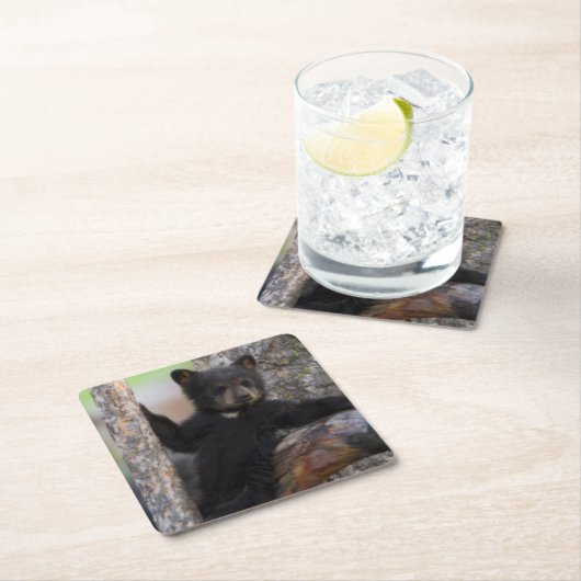 Black Beren Cub Lounging Kartonnen Onderzetters (Insitu)