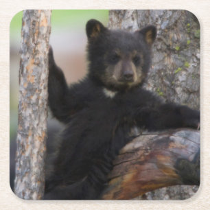Black Beren Cub Lounging Kartonnen Onderzetters
