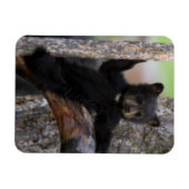 Black Beren Cub Lounging Magneet (Horizontaal)