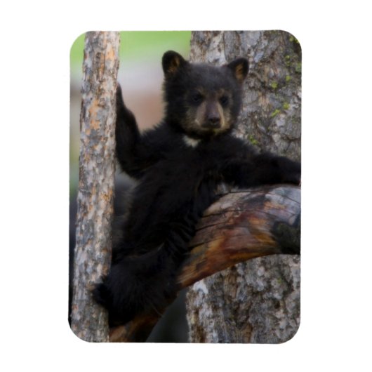 Black Beren Cub Lounging Magneet (Verticaal)