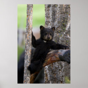 Black Beren Cub Lounging Poster