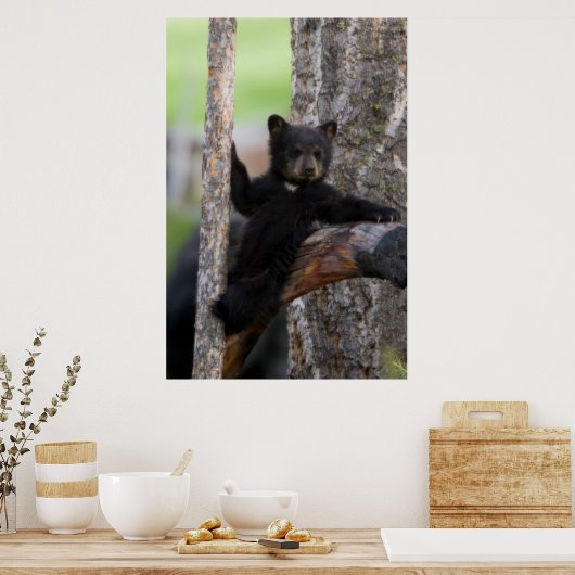 Black Beren Cub Lounging Poster (Keuken)